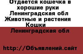 Отдается кошечка в хорошие руки - Ленинградская обл. Животные и растения » Кошки   . Ленинградская обл.